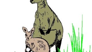 カンガルー共和国【無事解散】